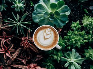 Превью обои кофе, пенка, растения