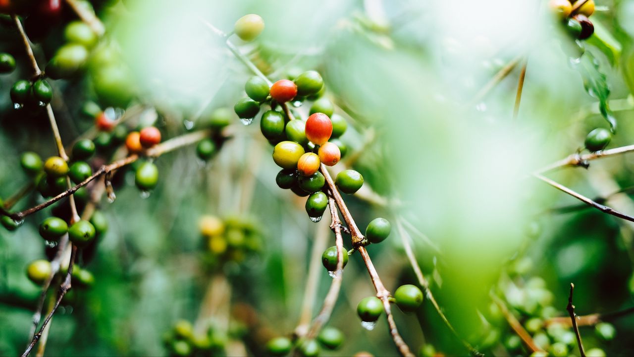 Обои кофе, плоды, ветки, зеленый, мокрый, растение