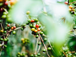 Превью обои кофе, плоды, ветки, зеленый, мокрый, растение