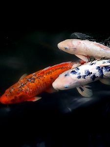 Превью обои кои рыбы, рыбы, вода, рябь