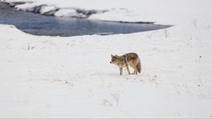 Превью обои койот, хищник, животное, снег, зима