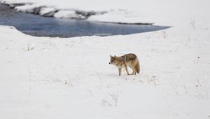 Превью обои койот, хищник, животное, снег, зима