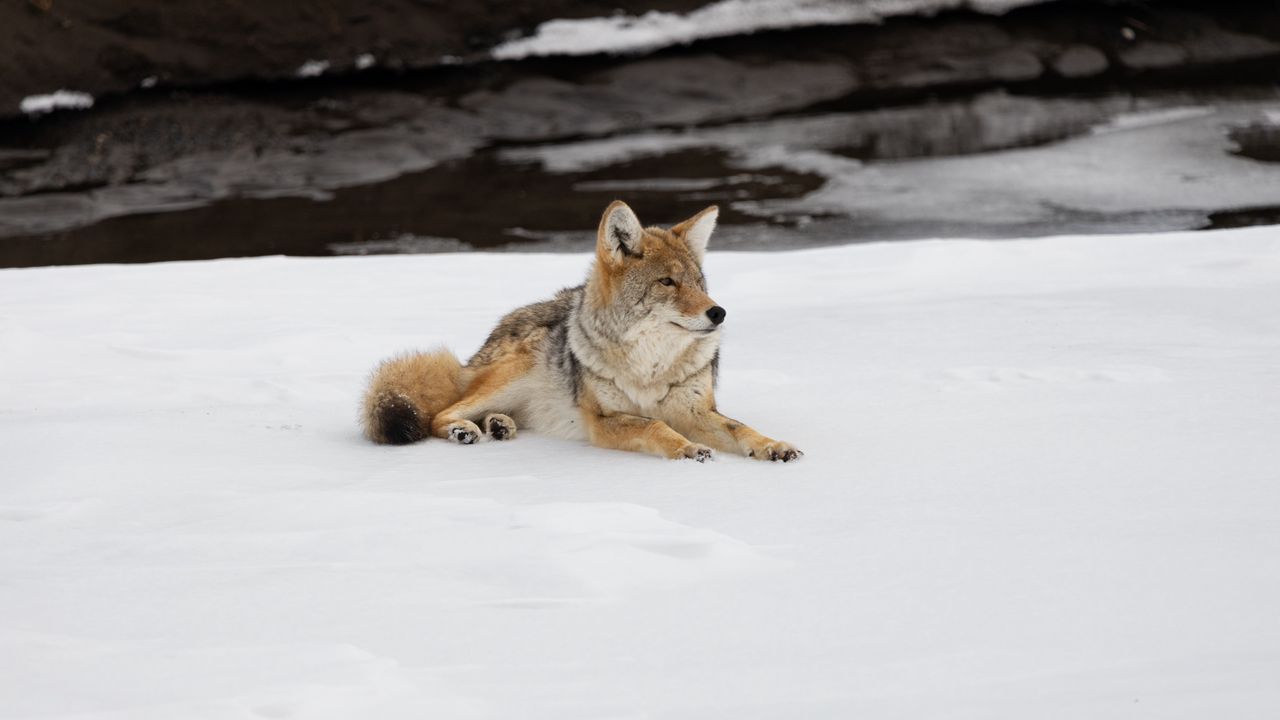 Обои койот, хищник, животное, снег, дикая природа