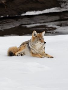 Превью обои койот, хищник, животное, снег, дикая природа