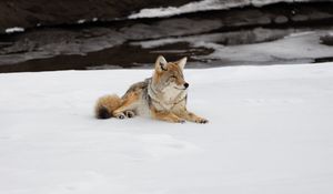 Превью обои койот, хищник, животное, снег, дикая природа