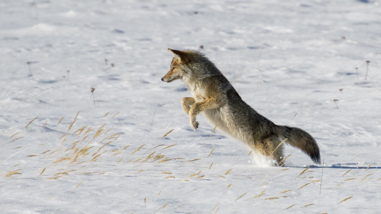Обои койот, прыжок, охота, снег, хищник, дикая природа