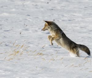 Превью обои койот, прыжок, охота, снег, хищник, дикая природа