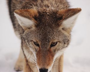 Превью обои койот, снег, взгляд, хищник, дикая природа