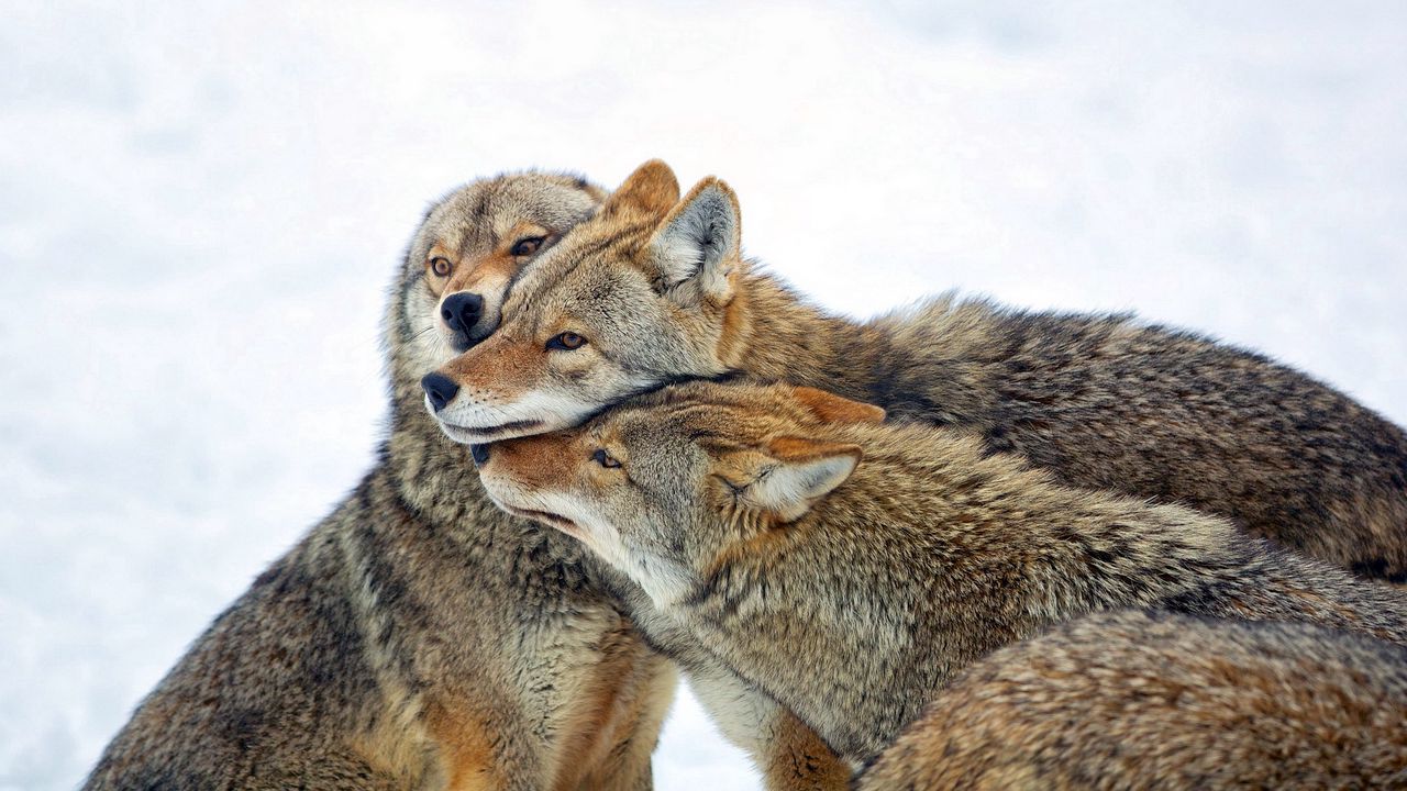 Обои койот, волки, стая, забота, зима, снег