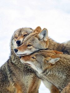 Превью обои койот, волки, стая, забота, зима, снег