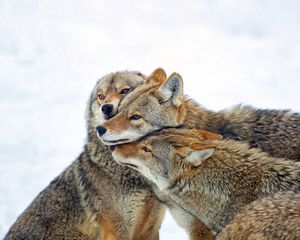 Превью обои койот, волки, стая, забота, зима, снег