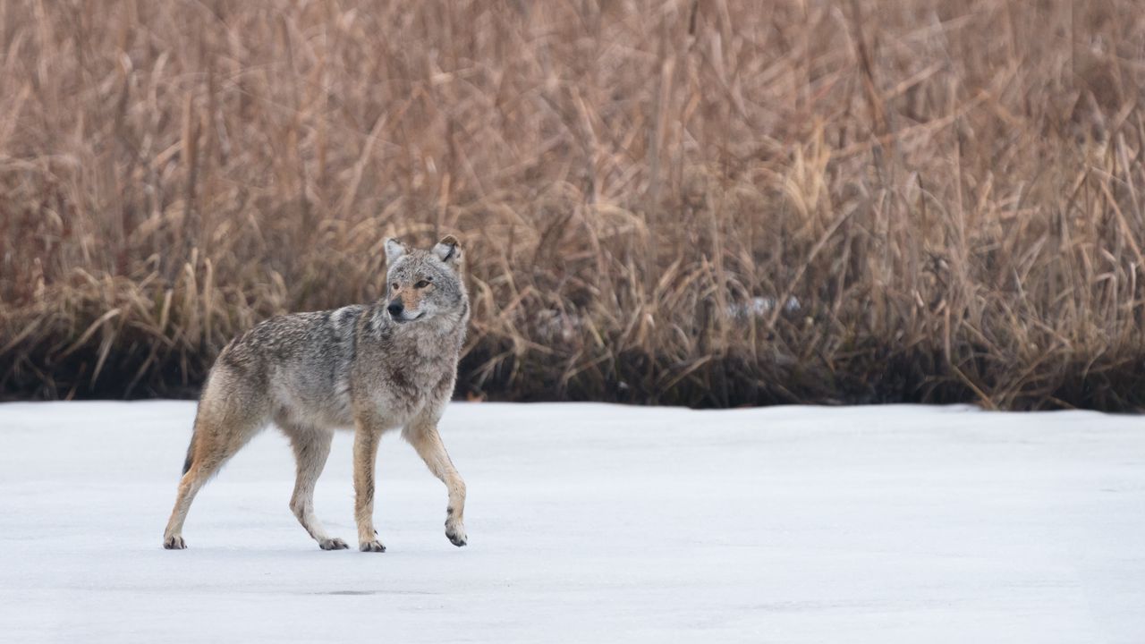 Обои койот, животное, серый, снег, дикая природа