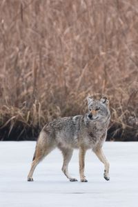 Превью обои койот, животное, серый, снег, дикая природа