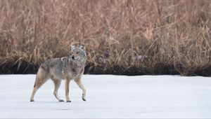 Превью обои койот, животное, серый, снег, дикая природа