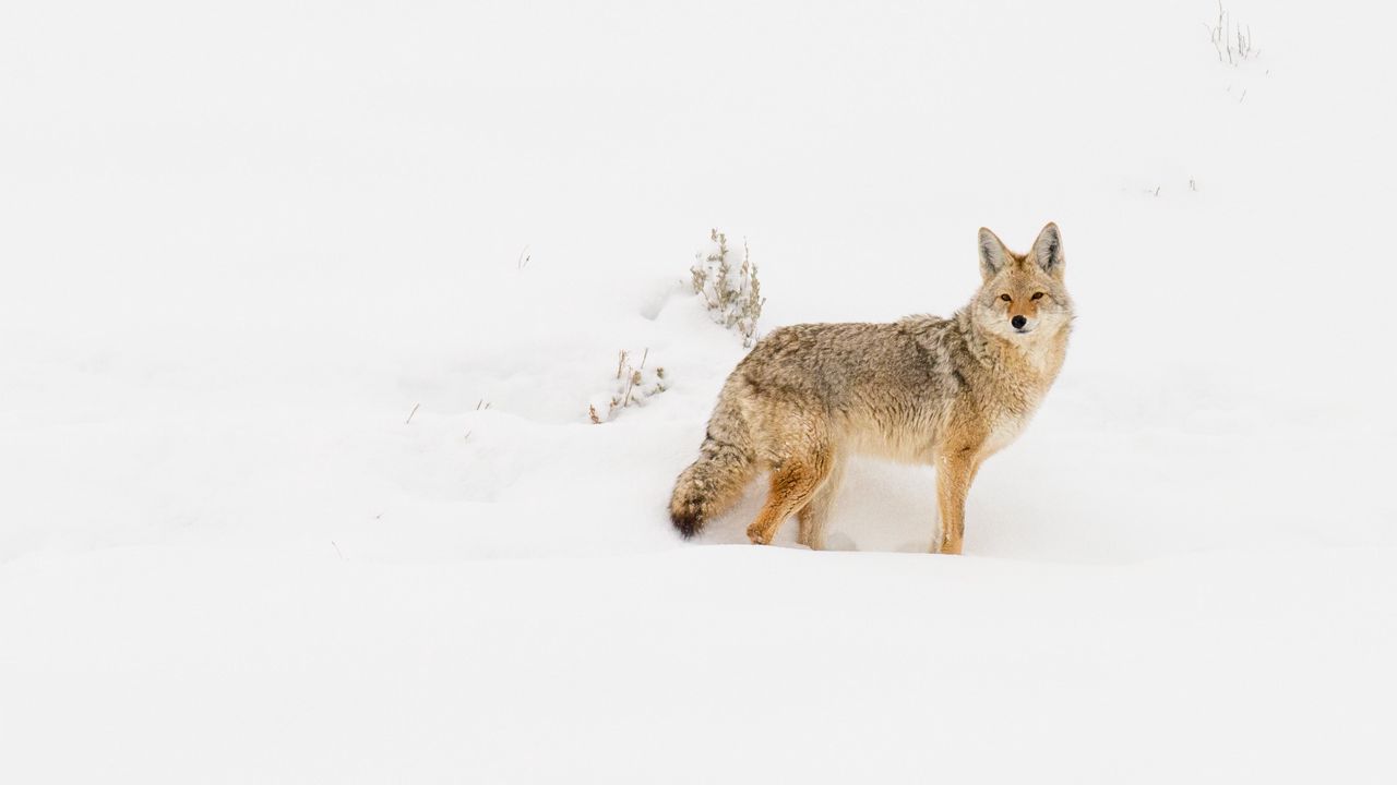 Обои койот, зверь, снег, зима, дикая природа