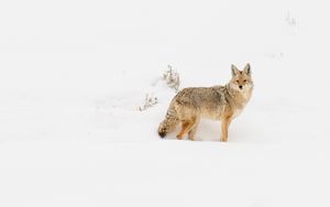 Превью обои койот, зверь, снег, зима, дикая природа