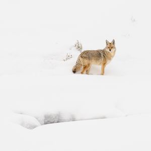 Превью обои койот, зверь, снег, зима, дикая природа