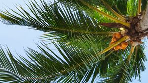 Превью обои кокосовая пальма, пальма, дерево, тропики