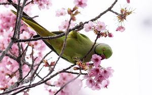 Превью обои кольчатый попугай, попугай, ветка, цветы, весна