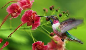 Превью обои колибри, экзотический цветок, взмах