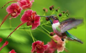 Превью обои колибри, экзотический цветок, взмах