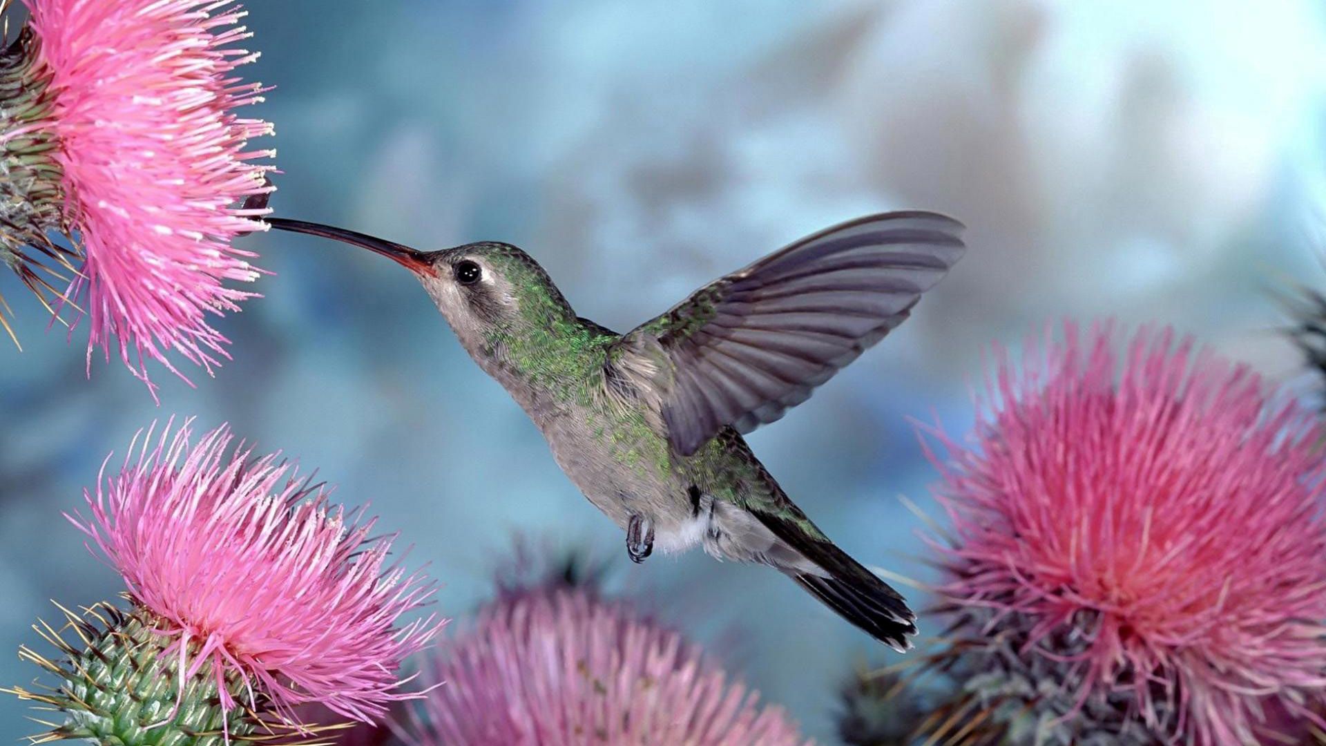 Птица колибри картинки красивые настоящие фото