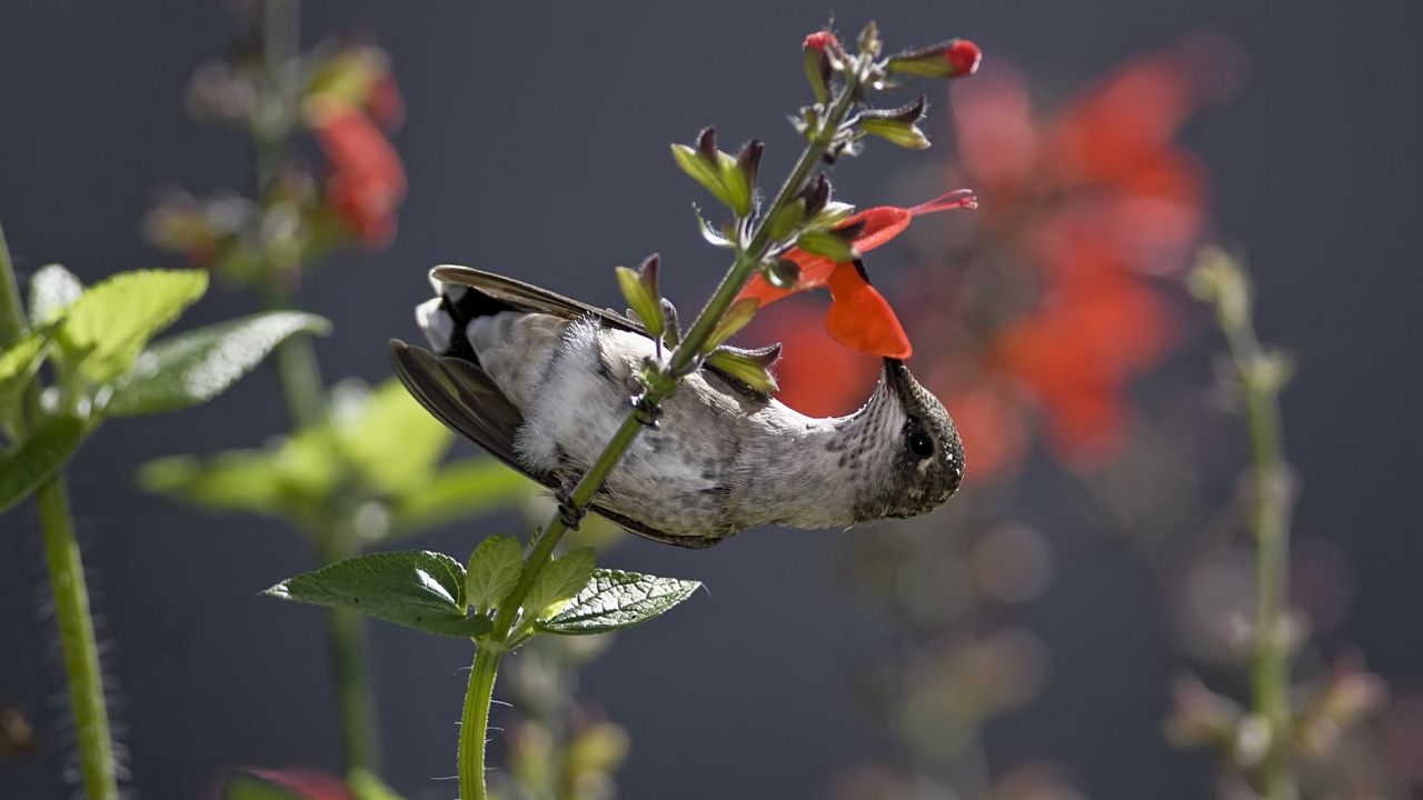 Обои колибри, птичка, птица, стебель, цветок, нектар, еда