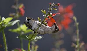 Превью обои колибри, птичка, птица, стебель, цветок, нектар, еда