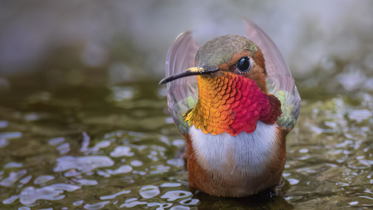 Обои колибри, птица, клюв, вода, дикая природа