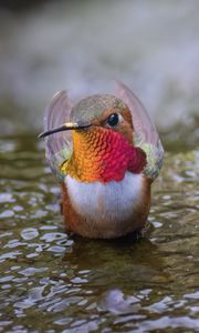 Превью обои колибри, птица, клюв, вода, дикая природа