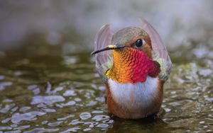 Превью обои колибри, птица, клюв, вода, дикая природа