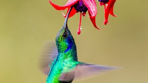 Превью обои колибри, птица, крылья, яркий, фуксия, цветы