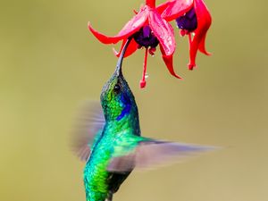 Превью обои колибри, птица, крылья, яркий, фуксия, цветы