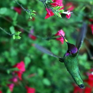Превью обои колибри, птица, крылья, движение, цветы