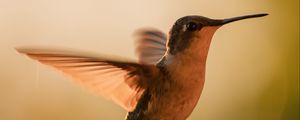 Превью обои колибри, птица, крылья, движение, клюв