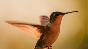 Превью обои колибри, птица, крылья, движение, клюв