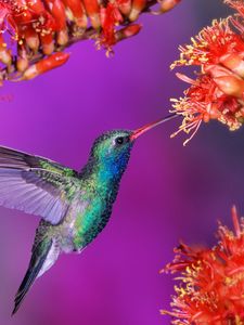 Превью обои колибри, птица, полет, скорость, крылья, взмах, цветы