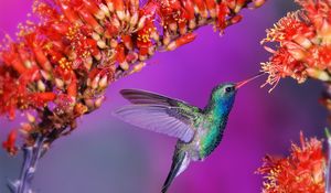 Превью обои колибри, птица, полет, скорость, крылья, взмах, цветы