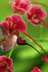 Превью обои колибри, птица, полет, крылья, взмах, окрас, дерево, ветки, цветы