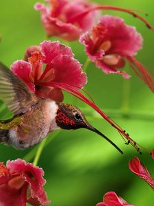 Превью обои колибри, птица, полет, крылья, взмах, окрас, дерево, ветки, цветы