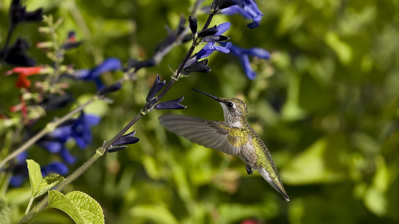 Обои колибри, птица, полет, цветы, взмах, крылья