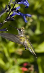 Превью обои колибри, птица, полет, цветы, взмах, крылья