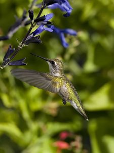Превью обои колибри, птица, полет, цветы, взмах, крылья