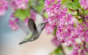 Превью обои колибри, птица, цветы, смородина