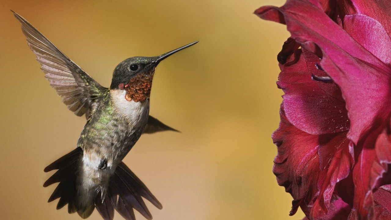 Обои колибри, птица, цветы