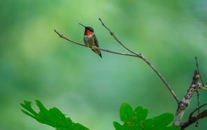 Превью обои колибри, птица, ветка, дикая природа