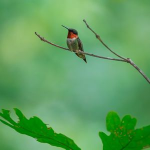 Превью обои колибри, птица, ветка, дикая природа