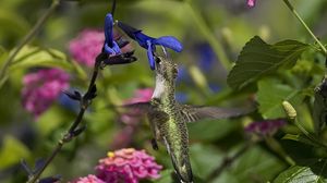 Превью обои колибри, птица, ветка, цветы, полет, красивый