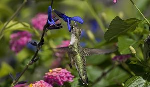 Превью обои колибри, птица, ветка, цветы, полет, красивый