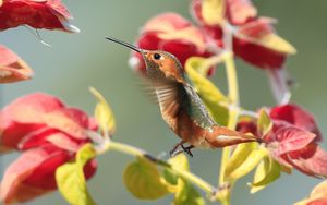 Превью обои колибри, птица, ветки, цветы